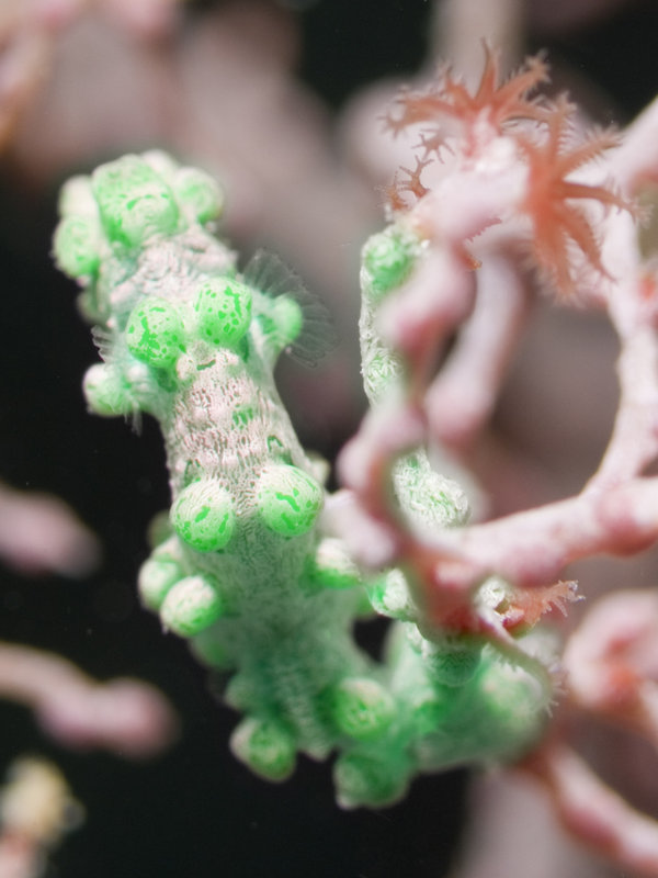 Seaventures House Reef, Pygmy Seahorse